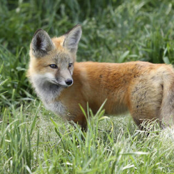 Wildlife Viewing
