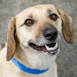 Dental Care for Shelter Pets