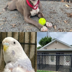 Shelter Enrichment Programs Support