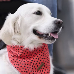 Pet Urgent Care
