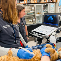 Pet Ultrasound and X-rays