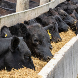 Livestock Insurance