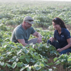 Crop Insurance