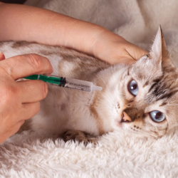 Vaccinations