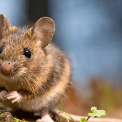 Rodent Control