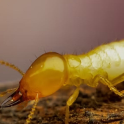Termite Control