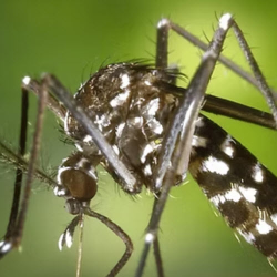 Mosquito Control