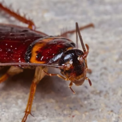 Cockroach Control