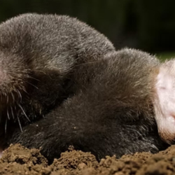 Mole Control