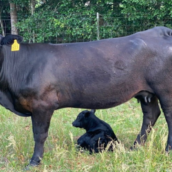 Farm-to-Table Angus Beef