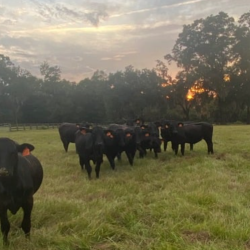 Calves for 4H and FFA