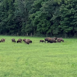 Bison Farm Tours