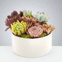 Plants