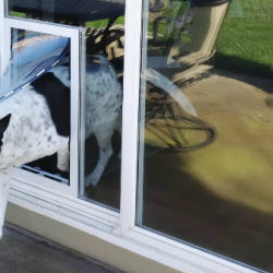 Pet Doors & Installations