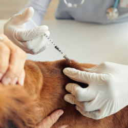 Vaccinations