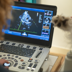 Digital Radiology