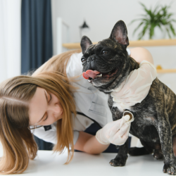 Spay/Neuter