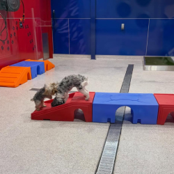 Cage-Free Boarding