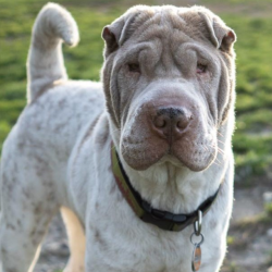 Dog Adoption