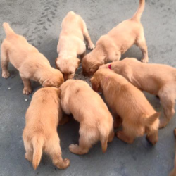 Dog Boarding