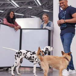 Dog Training