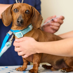 Vaccination Clinic