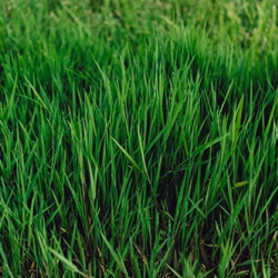 Barefoot Blue Sod
