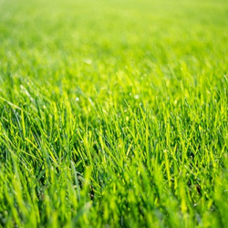 007 XL Bent Grass