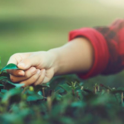 Farming And Opportunity