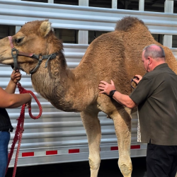 Small & Exotic Animal Surgery
