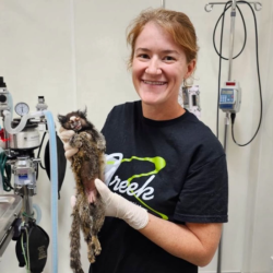 Puppy, Kitten, & Senior Pet Care