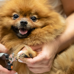 Nail Trimming