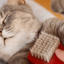 Deshedding