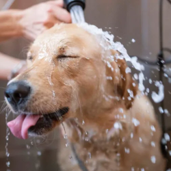 Dog Spa & Dog Park