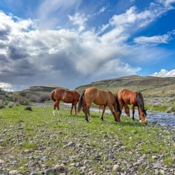 Pasture Rangeland Forage