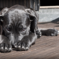 Dog Bite Lawyer