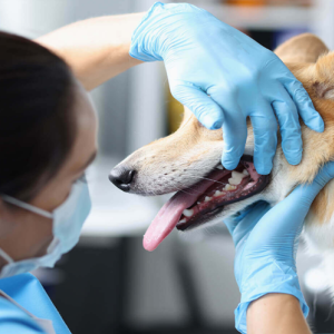 Dentistry & Oral Care