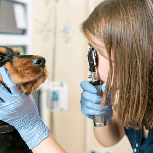 Ophthalmology