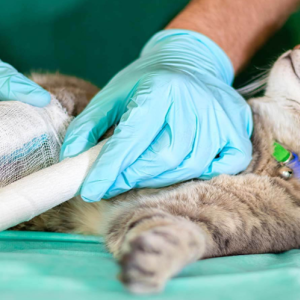 Urgent Care for Pets