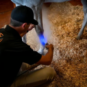 Equine Cryotherapy