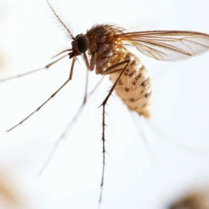 Mosquito Control