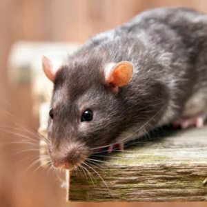 Rat Control