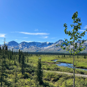 Alaska Cruises