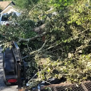 Yard Waste Removal