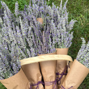 Lavender Plants