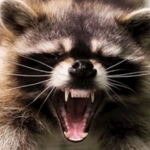 Wildlife Removal