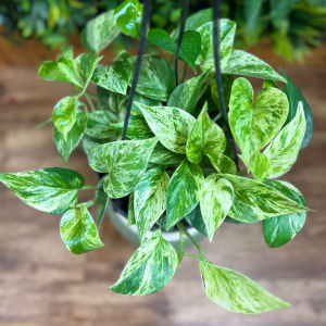 Beginner-Friendly Plants