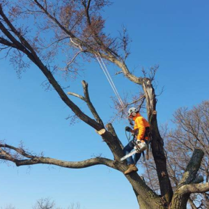 Arborist Services