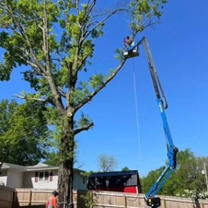 Tree Removal