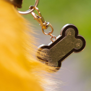 Animal Licensing